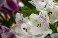 An Extreme Close-Up of a Bouquet of Violet and White Alstroemeria