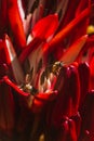 Close-up of bumble bees on red flowers.