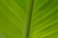 Canna Green leaf background or abstract green nature texture background Royalty Free Stock Photo