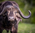 Extreme close up of a cape buffalo with huge horns