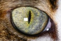 Extreme Close-Up Of Cat beautiful green Eye. Royalty Free Stock Photo