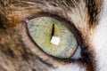 Extreme Close-Up Of Cat beautiful green Eye. Royalty Free Stock Photo