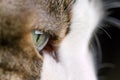 Extreme Close-Up Of Cat beautiful green Eye. Royalty Free Stock Photo