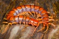 Extreme close up Centipede on wood in tropical garden