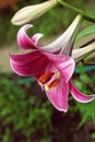 Extreme close up colorful pink lily against green lawn background in garden Royalty Free Stock Photo