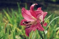 Extreme close up colorful pink lily against green lawn background in garden Royalty Free Stock Photo