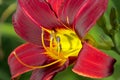 Extreme Close up Colorful Red and Purple Daylily Royalty Free Stock Photo