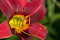 Extreme Close up Colorful Red and Purple Daylily Royalty Free Stock Photo