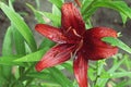 Extreme close up colorful red purple lily against green lawn background in garden Royalty Free Stock Photo