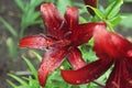 Extreme close up colorful red purple lily against green lawn background in garden Royalty Free Stock Photo