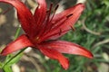 Extreme close up colorful red purple lily against green lawn background in garden Royalty Free Stock Photo