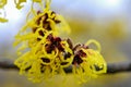 Extreme close up of colourful red and yellow Witch Hazel Hamamelis mollis on soft background