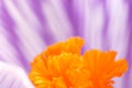 Extreme close-up of a crocus Royalty Free Stock Photo