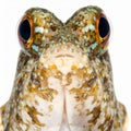 Extreme Close-Up of a Curious Mudskipper Fish Royalty Free Stock Photo