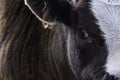 Extreme close up of cute black baldy calf