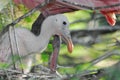 BIRDS- Florida- Extreme Close Up of a Cute Roseate Spoonbill Chick Under Mother in Nest