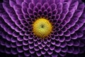 macro shot of a dahlia elma purple flower