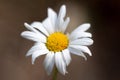 Extreme close-up of a daisy flower on a blurred forest background, selective focus Royalty Free Stock Photo