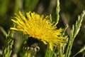 Extreme close up of a dandelion flower in grass