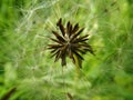 Extreme close up of dandelion macro stock photo, nature details green wallpaper