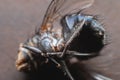 Extreme close-up of a dead fly in macro mode. shallow depth of field Royalty Free Stock Photo