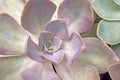 Extreme Close Up Of Desert Rose Succulent Plant