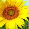 Bright yellow flower showing texture of petals and seeds forming