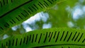 extreme close-up, detailed. bird& x27;s nest fern spores Royalty Free Stock Photo