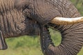 Head Tusks Ears and Trunk of Elephant Drinking Water Royalty Free Stock Photo