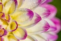 Extreme close up of dew laden dahlia petals