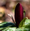 Extreme close up of dew laden sweet betsey trillium from South Carolina in the spring