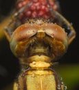 Extreme close up dragon fly head on blurred background