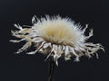 Extreme Close-Up of a Dried American Basketflower Against a Black Background Royalty Free Stock Photo