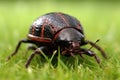 extreme close-up of dung beetle rolling ball on grass Royalty Free Stock Photo