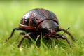 extreme close-up of dung beetle rolling ball on grass