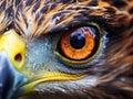 Extreme close-up of a eagle eye, showing the intricate pattern and colors