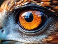 Extreme close-up of a eagle eye, showing the intricate pattern and colors