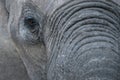 An extreme close-up of an elephants trunk & eye