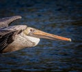 An extreme close up of the eye and beak of the American brown pelican in flight Royalty Free Stock Photo