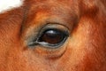 an extreme close up of an eye from a brown quarter horse Royalty Free Stock Photo