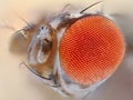 Fruit fly eye close up Royalty Free Stock Photo