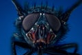 extreme close up of eye on a fly Royalty Free Stock Photo