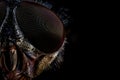 extreme close up of eye on a fly Royalty Free Stock Photo