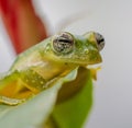 Extreme close up of eyes of the spiny glass frog of the tropics