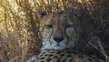 Extreme close up of the face of a cheetah in masai mara