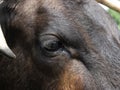 Extreme Close Up of a the Face of a Dark Brown Texas Longhorn Cow Royalty Free Stock Photo