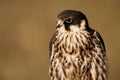 An extreme close-up of the face of a Peregrine Falcon Falco peregrinus Royalty Free Stock Photo