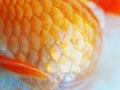 Extreme close-up of fancy goldfish scales. Macro photo of a golden fish scales