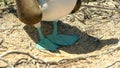 Extreme close up of the feet of a blue-footed booby in the galalagos islands Royalty Free Stock Photo
