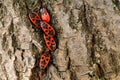 Extreme close up of five black and red Firebug insects Pyrrhocoris apterus, four adults and one nymph on the last instar, in a